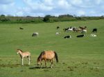 New Forest Soccer Ltd